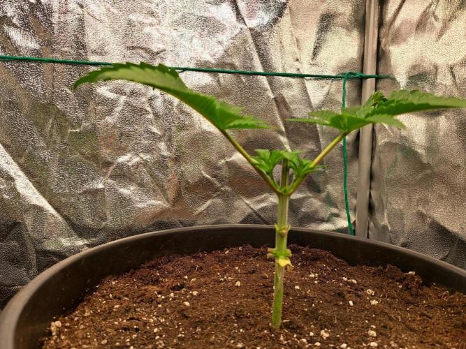 ITAENG Polar Gelato Persian Pie Zillions. Week 3