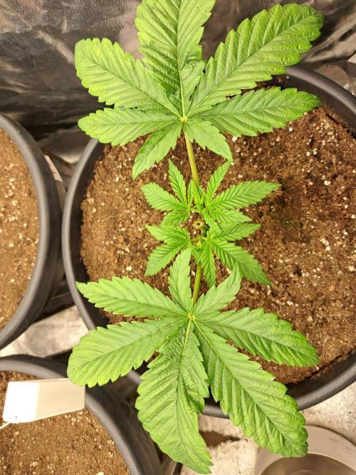 ITAENG Polar Gelato Persian Pie Zillions. Week 3
