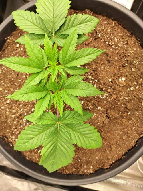 ITAENG Polar Gelato Persian Pie Zillions. Week 3
