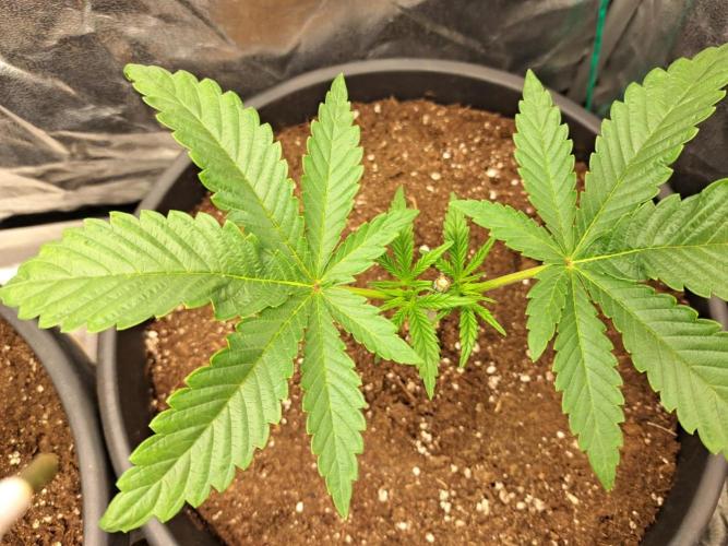 ITAENG Polar Gelato Persian Pie Zillions. Week 3
