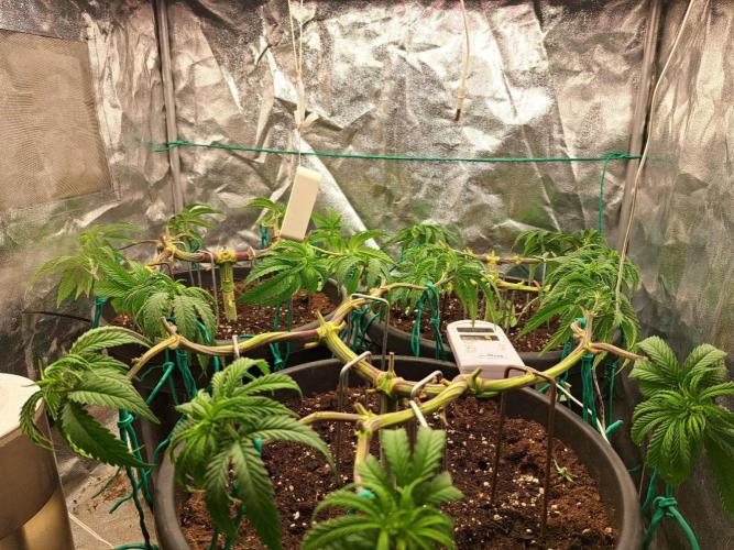 ITAENG Polar Gelato Persian Pie Zillions. Week 5
