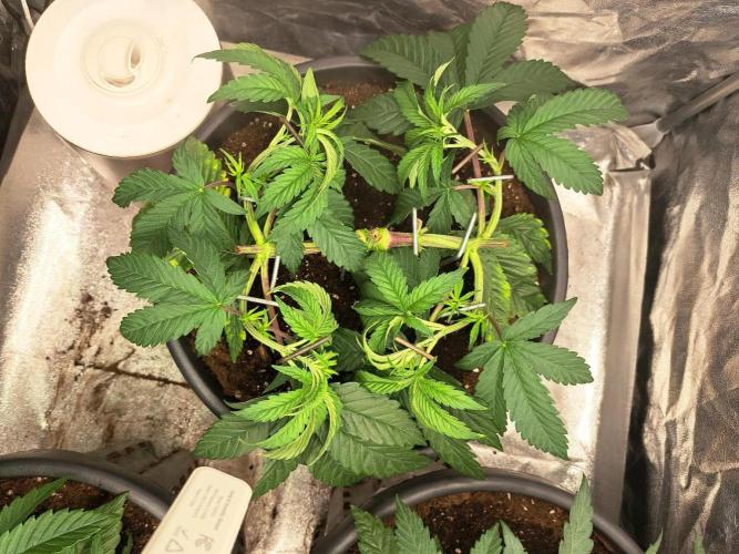 ITAENG Polar Gelato Persian Pie Zillions. Week 5
