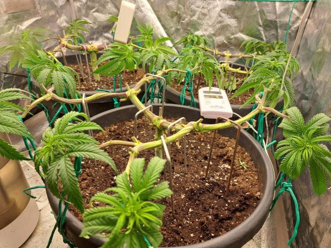 ITAENG Polar Gelato Persian Pie Zillions. Week 5