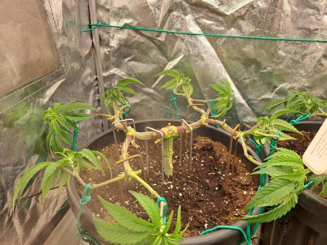 ITAENG Polar Gelato Persian Pie Zillions. Week 5