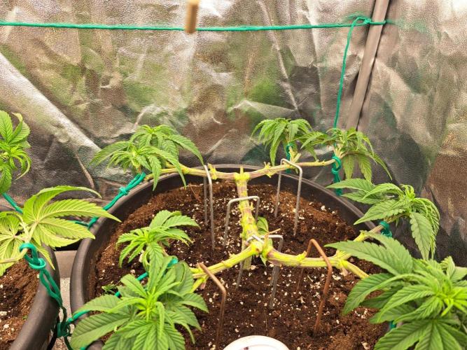 ITAENG Polar Gelato Persian Pie Zillions. Week 5