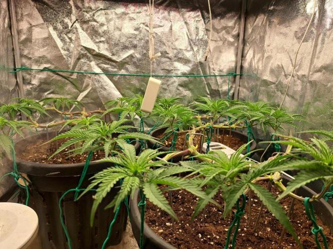 ITAENG Polar Gelato Persian Pie Zillions. Week 5