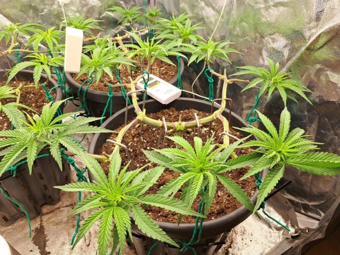 ITAENG Polar Gelato Persian Pie Zillions. Week 5