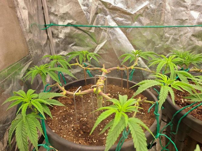 ITAENG Polar Gelato Persian Pie Zillions. Week 5
