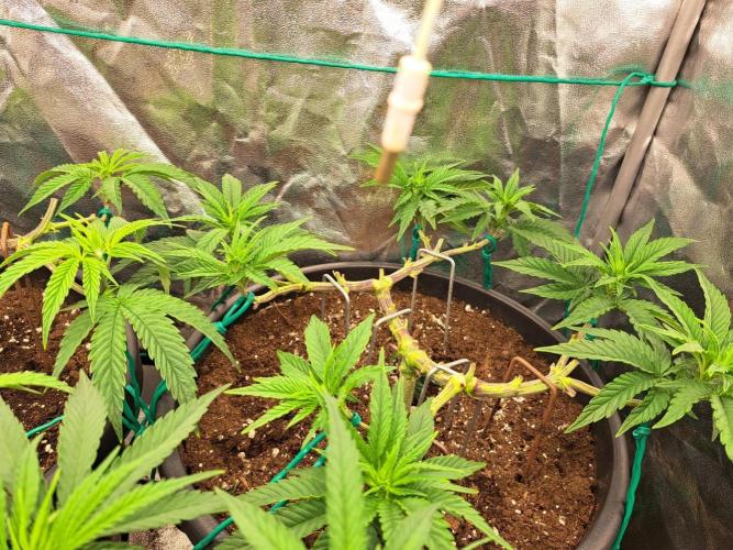 ITAENG Polar Gelato Persian Pie Zillions. Week 5
