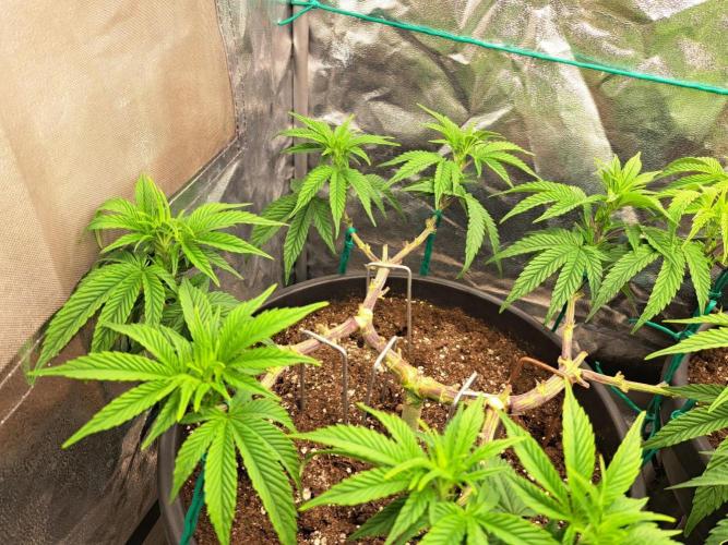 ITAENG Polar Gelato Persian Pie Zillions. Week 6