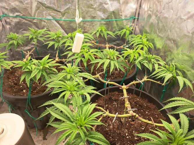 ITAENG Polar Gelato Persian Pie Zillions. Week 6