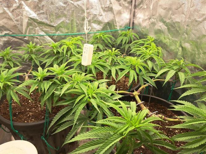 ITAENG Polar Gelato Persian Pie Zillions. Week 6