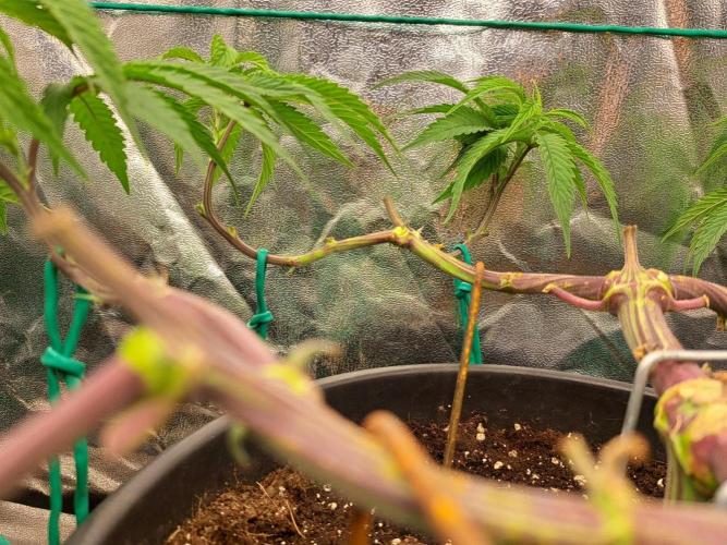 ITAENG Polar Gelato Persian Pie Zillions. Week 6