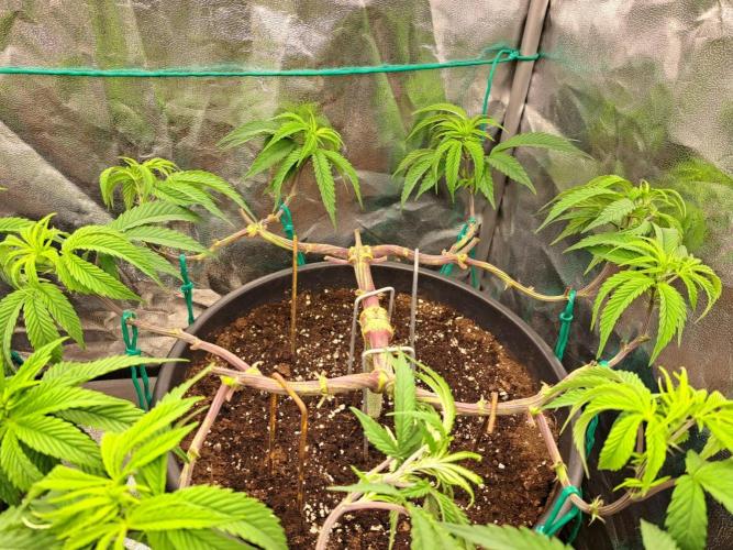 ITAENG Polar Gelato Persian Pie Zillions. Week 6