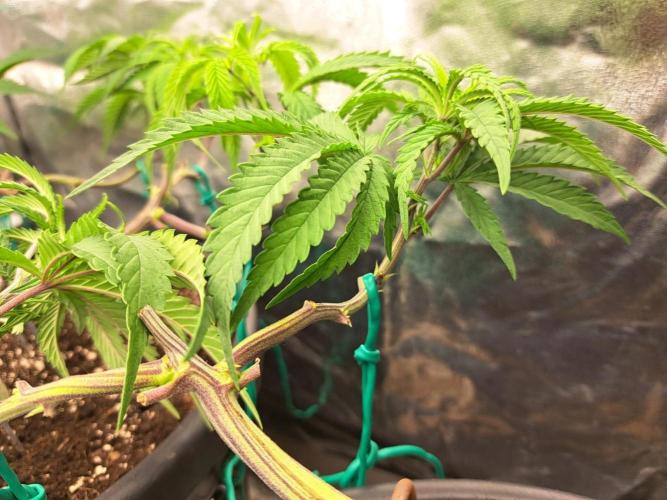 ITAENG Polar Gelato Persian Pie Zillions. Week 6