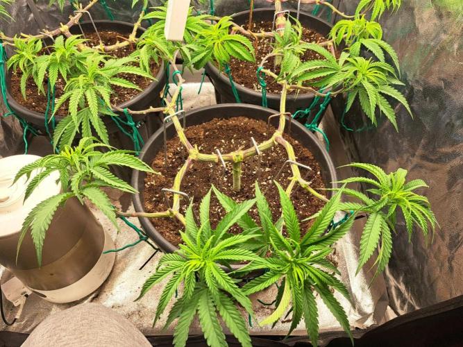 ITAENG Polar Gelato Persian Pie Zillions. Week 6