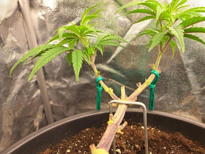 ITAENG Polar Gelato Persian Pie Zillions. Week 6