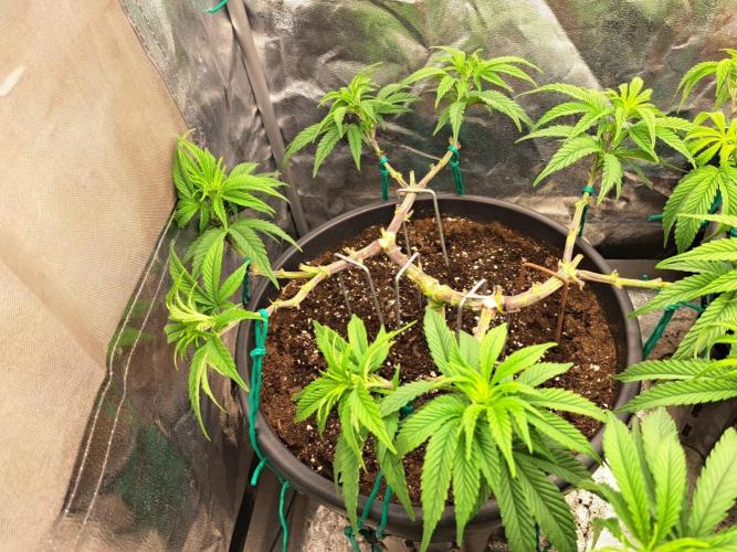 ITAENG Polar Gelato Persian Pie Zillions. Week 6