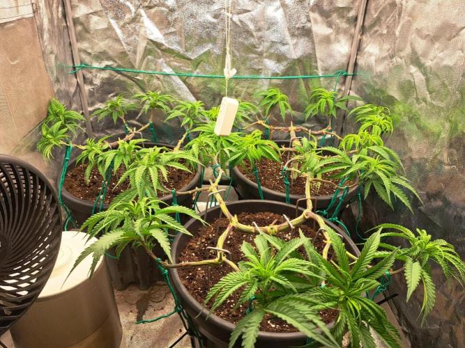 ITAENG Polar Gelato Persian Pie Zillions. Week 6