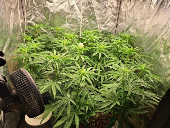ITAENG Polar Gelato Persian Pie Zillions. Week 8
