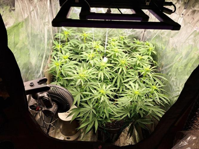 ITAENG Polar Gelato Persian Pie Zillions. Week 8