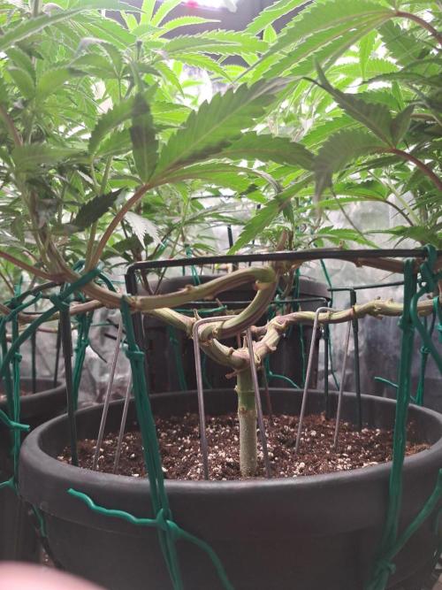 ITAENG Polar Gelato Persian Pie Zillions. Week 8