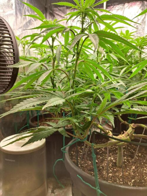 ITAENG Polar Gelato Persian Pie Zillions. Week 8
