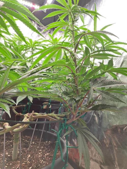 ITAENG Polar Gelato Persian Pie Zillions. Week 8