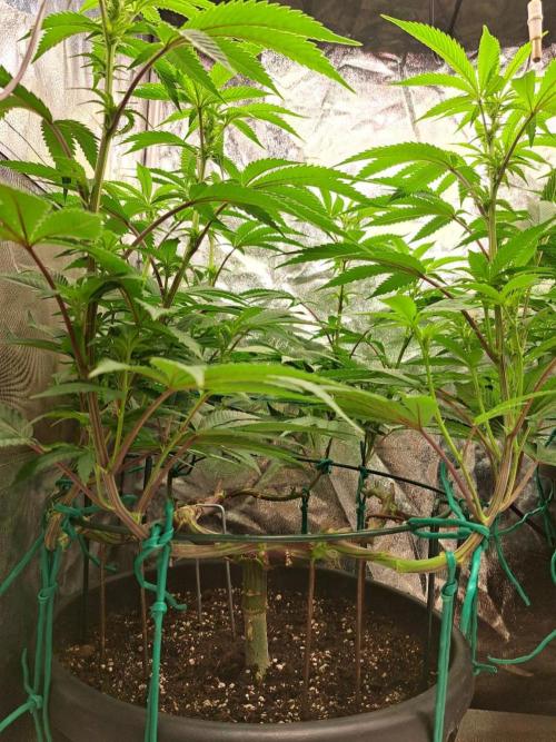 ITAENG Polar Gelato Persian Pie Zillions. Week 8