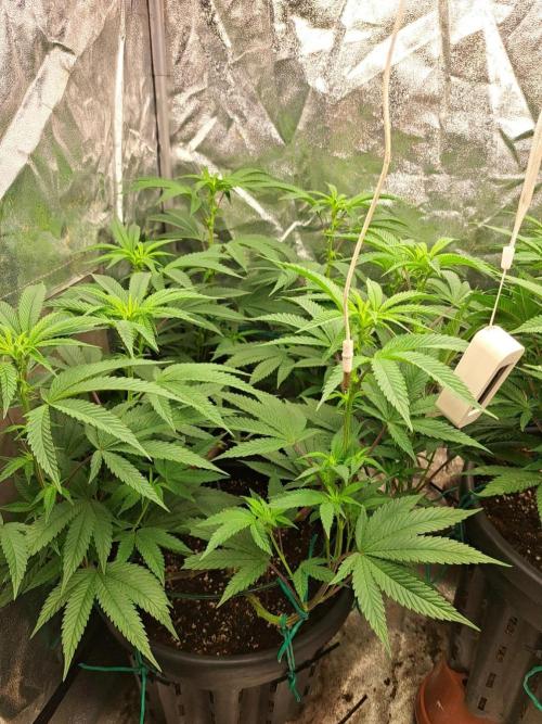 ITAENG Polar Gelato Persian Pie Zillions. Week 8