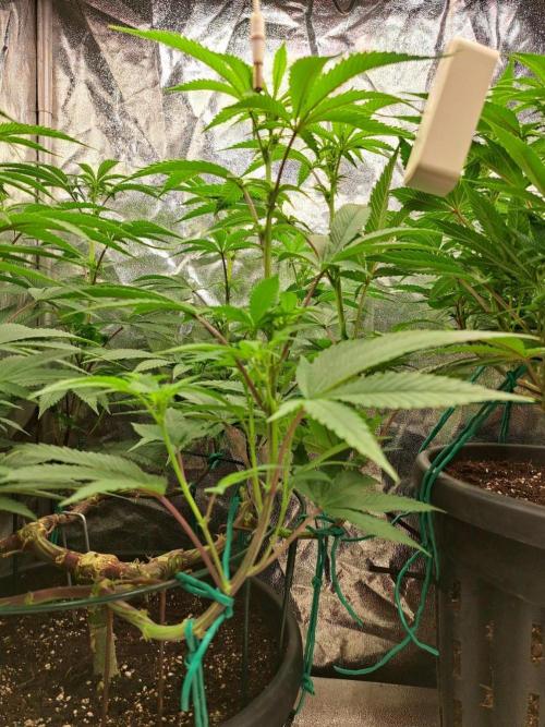 ITAENG Polar Gelato Persian Pie Zillions. Week 8