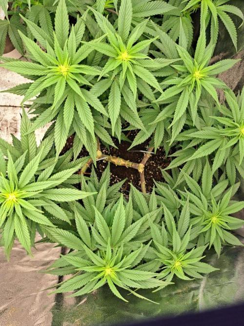 ITAENG Polar Gelato Persian Pie Zillions. Week 8