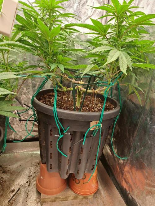 ITAENG Polar Gelato Persian Pie Zillions. Week 8