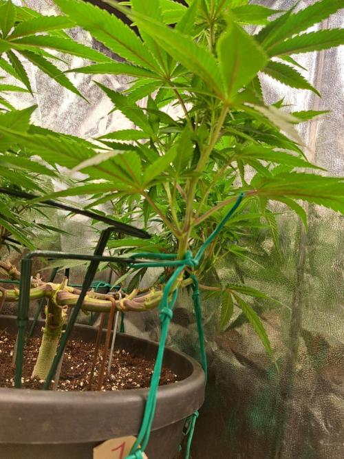 ITAENG Polar Gelato Persian Pie Zillions. Week 8
