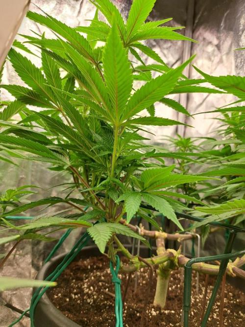 ITAENG Polar Gelato Persian Pie Zillions. Week 8
