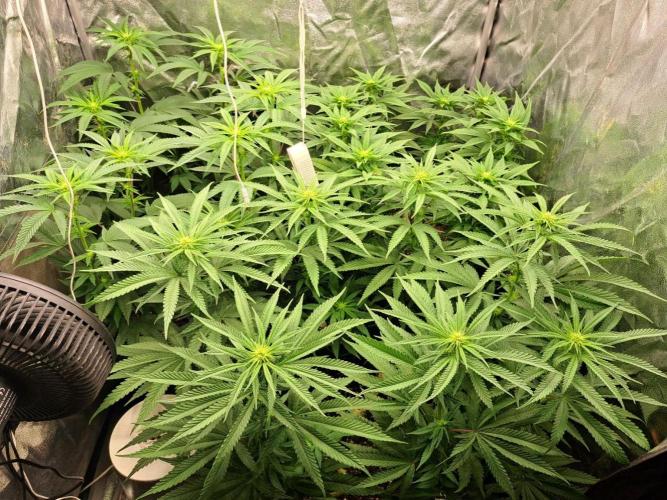 ITAENG Polar Gelato Persian Pie Zillions. Week 9