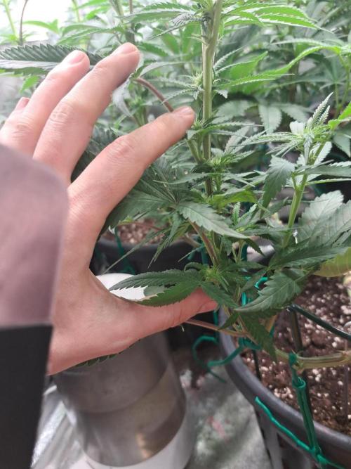 ITAENG Polar Gelato Persian Pie Zillions. Week 9