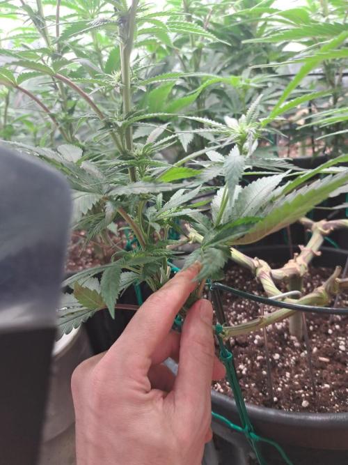 ITAENG Polar Gelato Persian Pie Zillions. Week 9