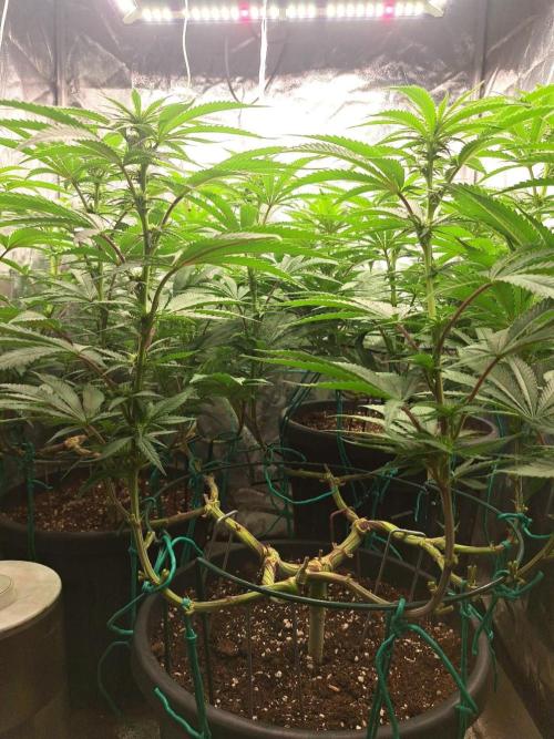 ITAENG Polar Gelato Persian Pie Zillions. Week 9