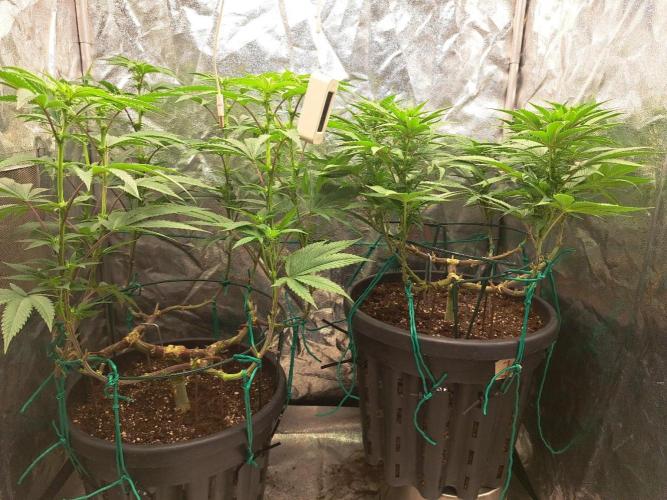 ITAENG Polar Gelato Persian Pie Zillions. Week 9