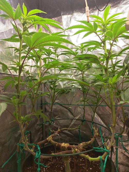ITAENG Polar Gelato Persian Pie Zillions. Week 9
