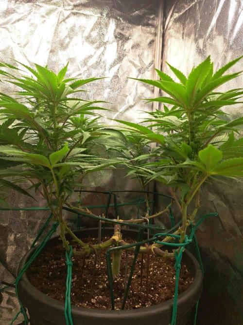 ITAENG Polar Gelato Persian Pie Zillions. Week 9