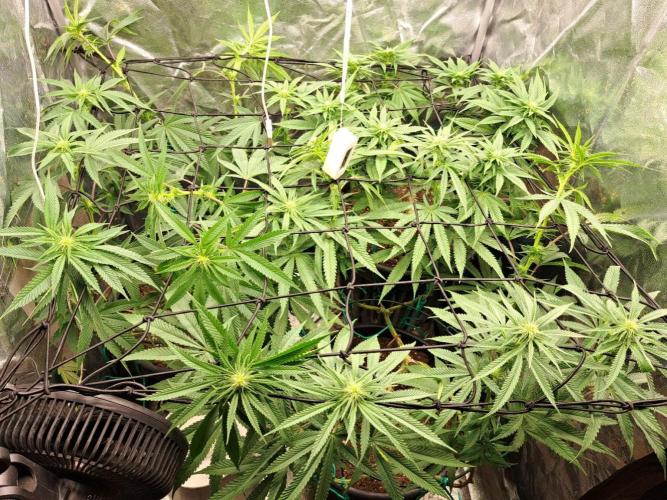 ITAENG Polar Gelato Persian Pie Zillions. Week 9