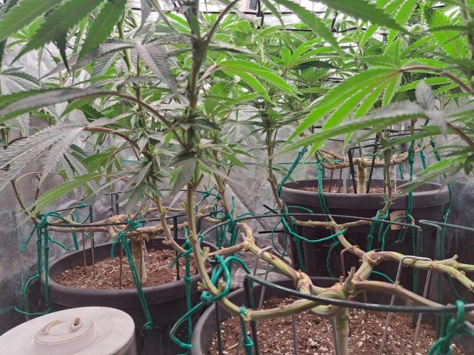 ITAENG Polar Gelato Persian Pie Zillions. Week 9