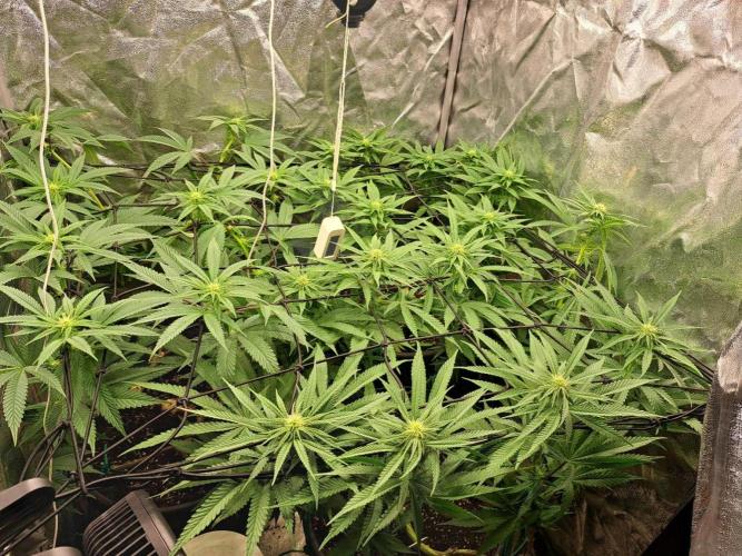 ITAENG Polar Gelato Persian Pie Zillions. Week 9