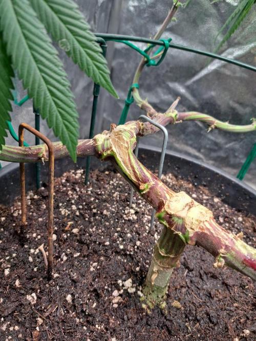 ITAENG Polar Gelato Persian Pie Zillions. Week 12