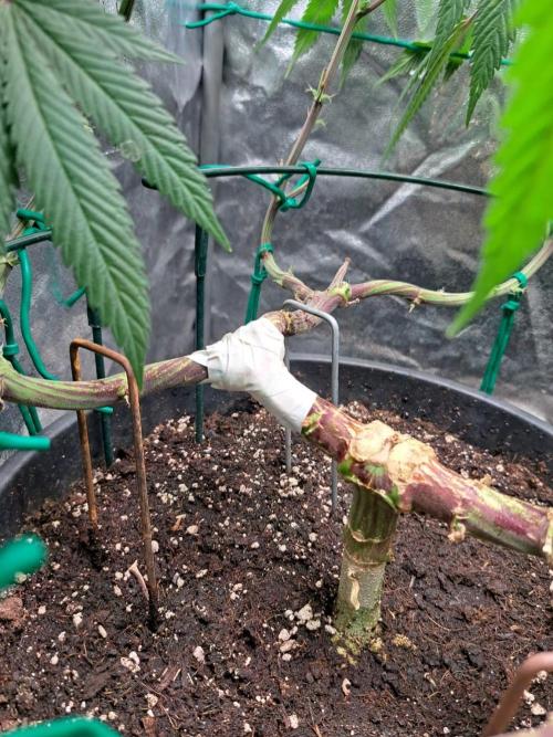 ITAENG Polar Gelato Persian Pie Zillions. Week 12
