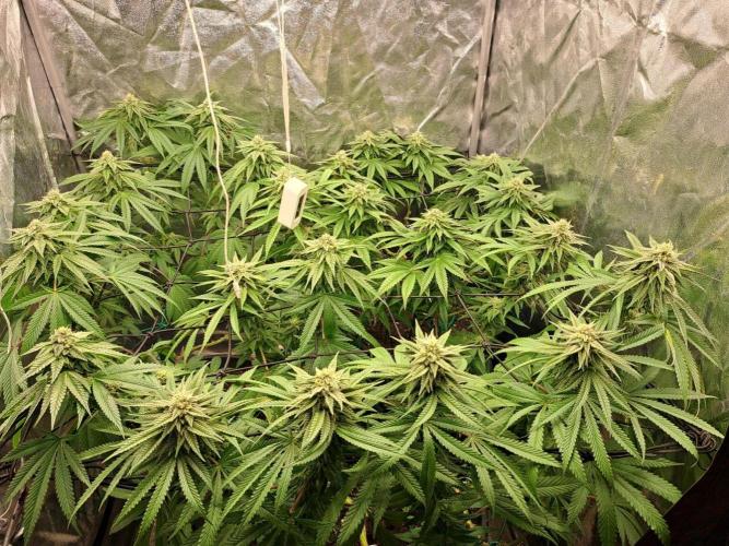 ITAENG Polar Gelato Persian Pie Zillions. Week 12