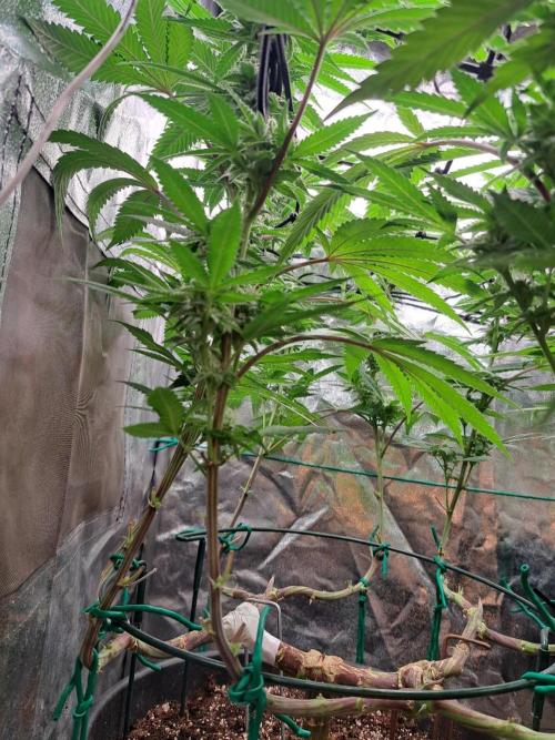 ITAENG Polar Gelato Persian Pie Zillions. Week 12