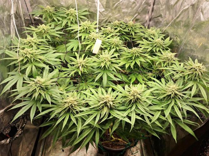 ITAENG Polar Gelato Persian Pie Zillions. Week 12